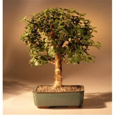 Paisaje Baby Jade Bonsai Tree - Portulacaria Afra - Medium PA2806779